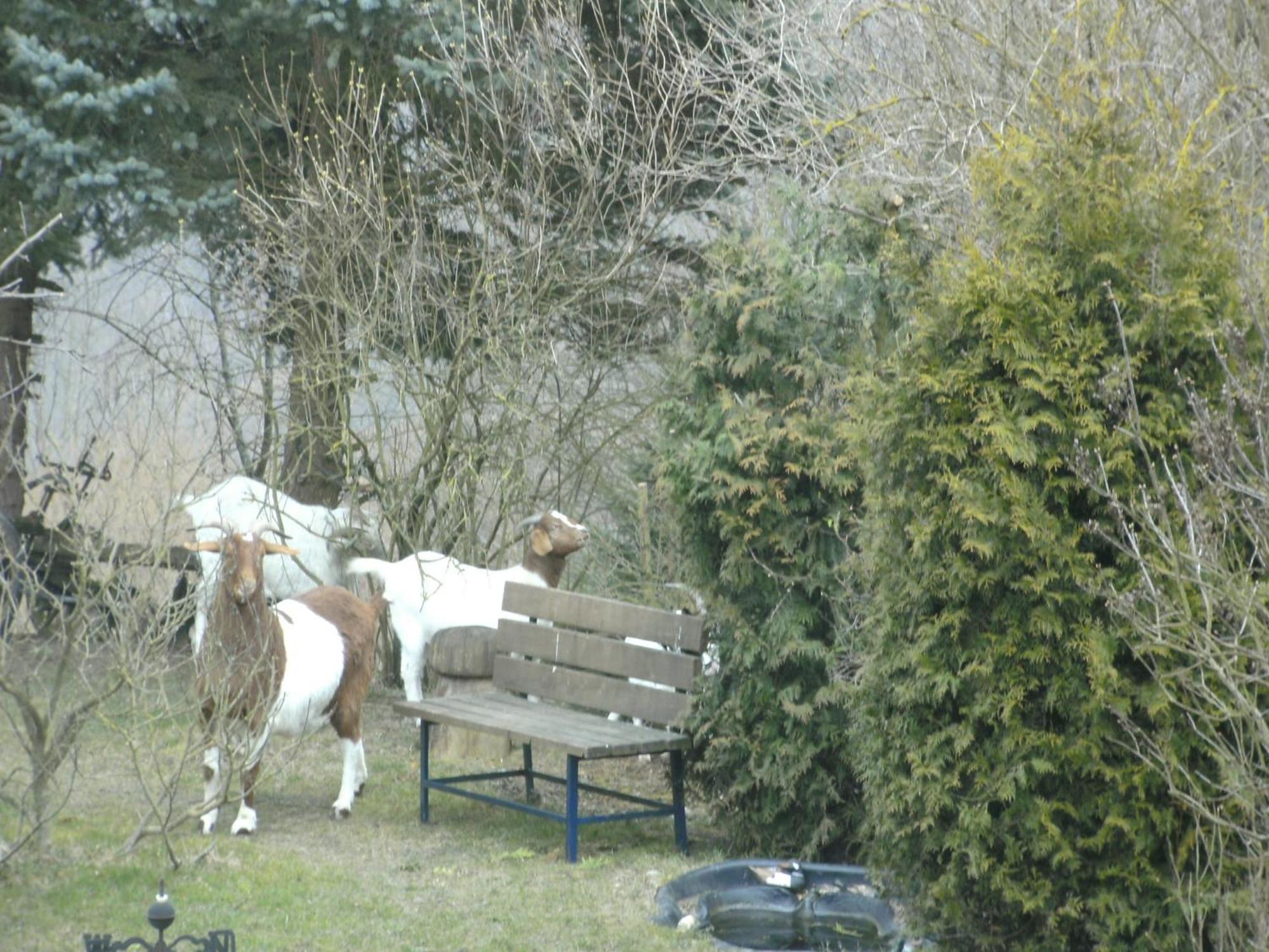 Charming Apartment In Morbach Germany With Terrace Thalfang ภายนอก รูปภาพ